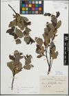 Foto von Salix myrsinifolia Salisb.